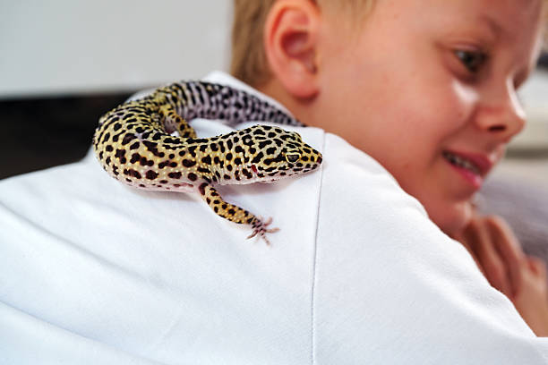 istock Child interacts with leopard gecko on their shoulder at home during a sunny afternoon 2210214769