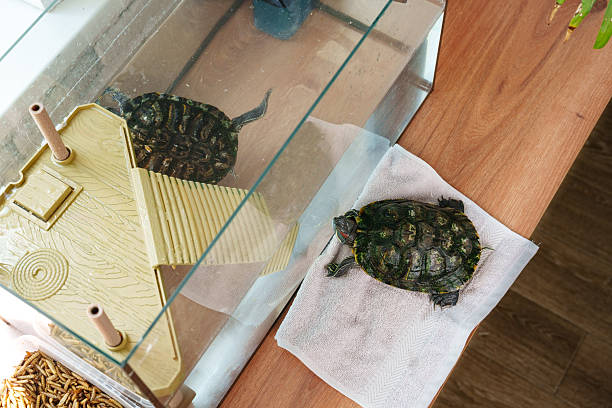 istock Turtle relaxing on a towel beside an aquarium while observing its reflection in the water 2210215049