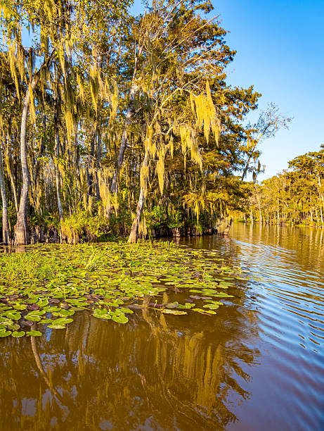 istock Quiet creek with lilies 2210215168