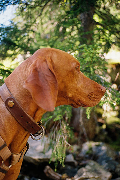 istock Vizsla Dog Wearing Harness and Collar in Forest 2210218366