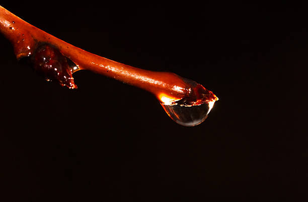 A droplet of water is on a leaf. The droplet is small and clear. The leaf is brown and has a dried out appearance