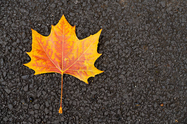 istock Red orange color of maple leaf on black texture background 2210221754