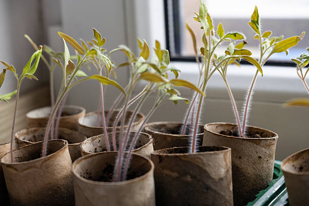 istock Tomato Seedlings in Recycled Paper Pots by Window 2210222279