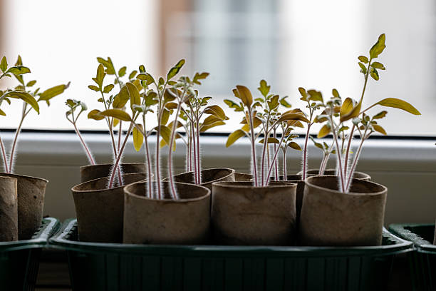 istock Tomato Seedlings in Paper Pots on Windowsill 2210223518