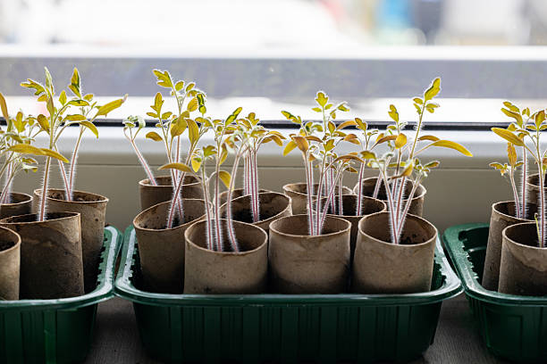 Eco Tomato Seedlings in Recycled Paper Pots by Window