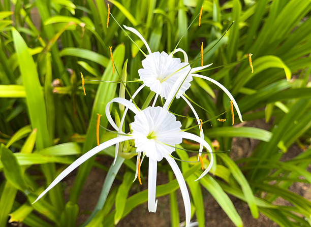 istock A bunch of white flowers with yellow tips 2210224912