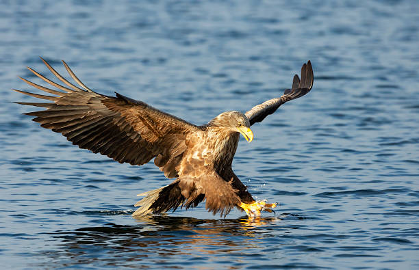 istock White-tailed sea eagle in flight with the powerful claws catching a fish 2210227732