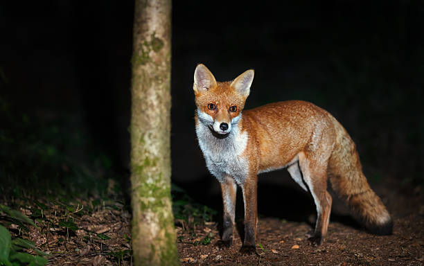 istock Portrait of a cute red fox standing in a forest at night 2210227943