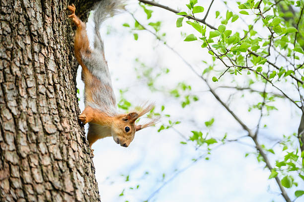 Fluffy squirrel with orange ears clings to a tree trunk in a spring park, looking down. Bright sunlight, side view, no people, green and blue background.