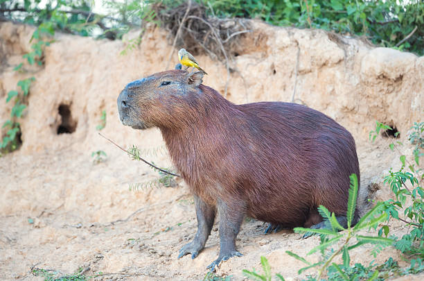 istock Portrait of a Capybara with a Cattle tyrant bird sitting on its head 2210228294