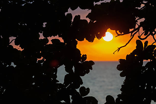Tropical seascape background. Black silhouette tropical foliage against setting glowing sun and orange sky background.
