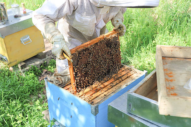 istock bees - The beekeeper is removing the honeycomb frame from the hive to check the situation. beekeeper working in his apiary 2210229352