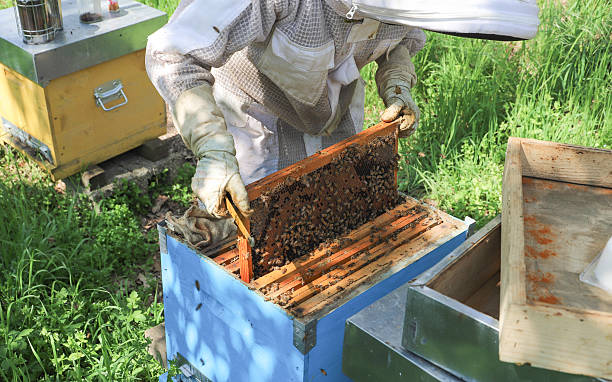 istock bees - The beekeeper is removing the honeycomb frame from the hive to check the situation. beekeeper working in his apiary 2210229385