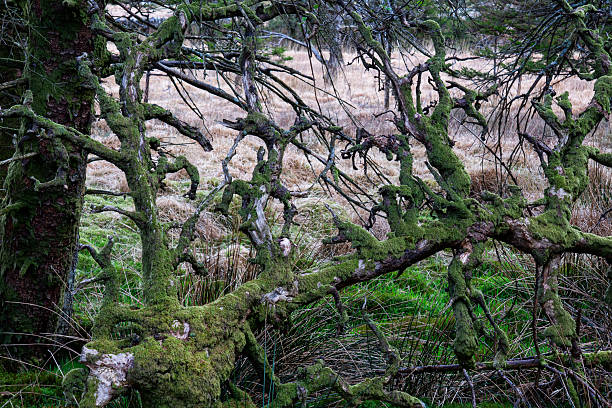 istock Fallen mature tree with green moss in forest, Rhyd Ddu, Caernarfon, Snowdonia National Park, Wales, Britain 2210229464