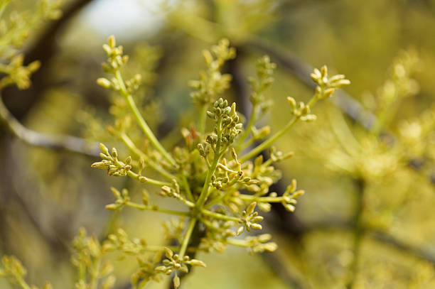 Horticulture of Gran Canaria -  avocado tree flower buds, macro floral background
