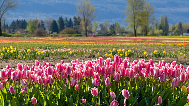 istock Chilliwack Tulip Festival 2210233887