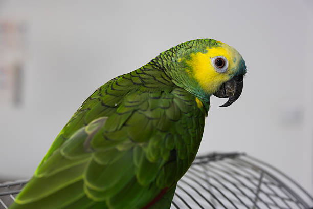 Beautiful sitting parrot bird portrait