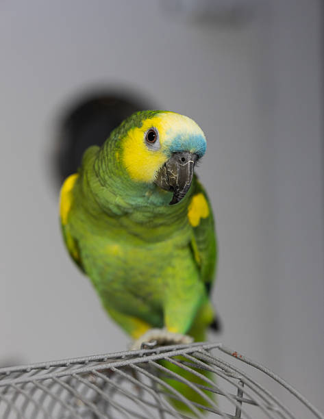 istock Cute green Blue-fronted amazon pet living indoors. Perching bird on a cage looking at the camera portrait 2210235107