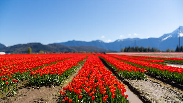 istock Harrison Tulip Festival 2210235111