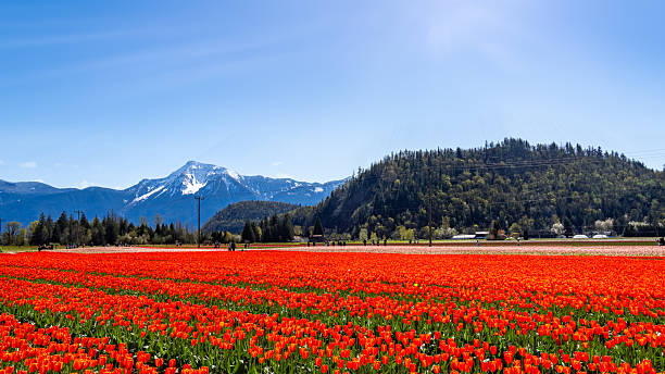 istock Harrison Tulip Festival 2210235151