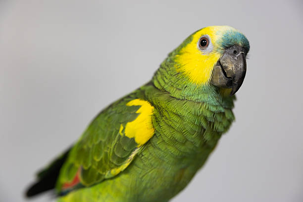 A juvenile yellow-headed amazon parrot feeding on an apple while perched in an apple tree on a sunny day in Stuttgart, Germany