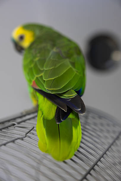 istock Cute green Blue-fronted amazon pet living indoors. Perching bird on a cage 2210235266
