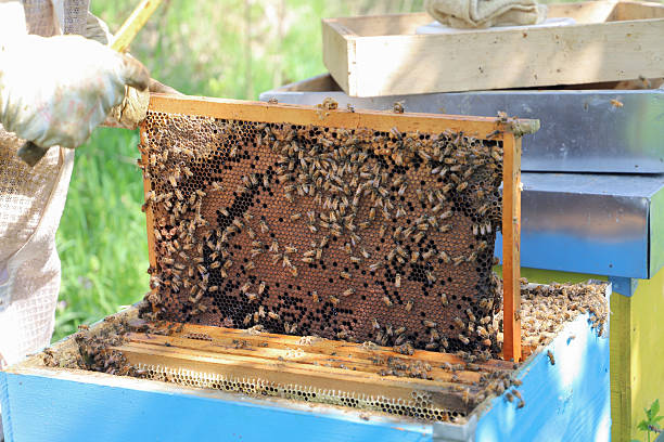 bees - The beekeeper is removing the honeycomb frame from the hive to check the situation. beekeeper working in his apiary