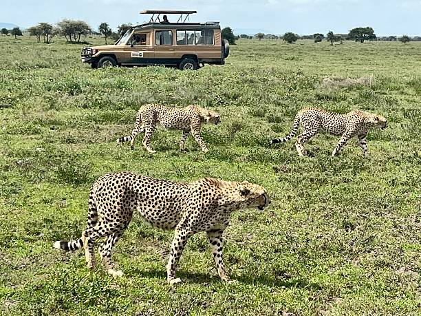 istock Tanzania - Ndutu area - cheetah 2210238311