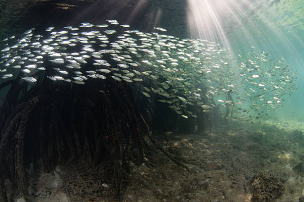 istock Schooling Fish Inhabit a Blue Water Mangrove 2210238341