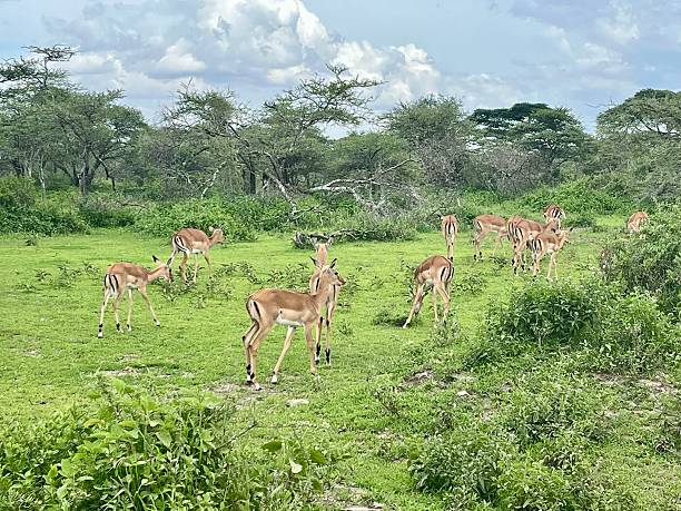 istock Tanzania - Ndutu - Antelope ( impala) 2210238353