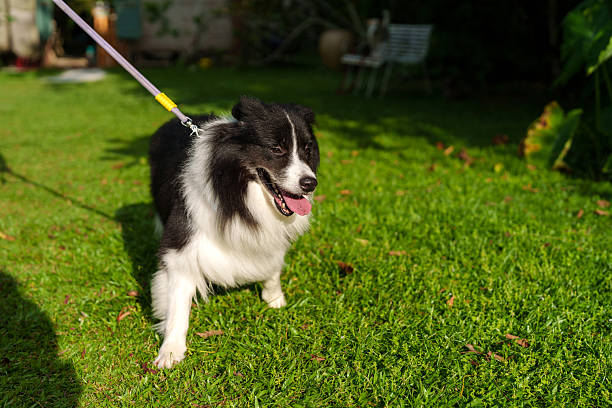 Playful black and white border collie with tongue out walking on green grass in a public park, captured at a low angle with a leash visible.