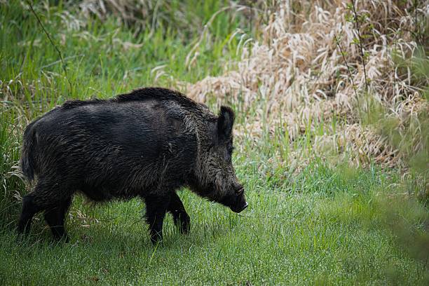istock Wild boar in natural habitat 2210239873