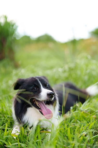 istock Happy Border Collie Dog Resting in Lush Green Grass 2210240315