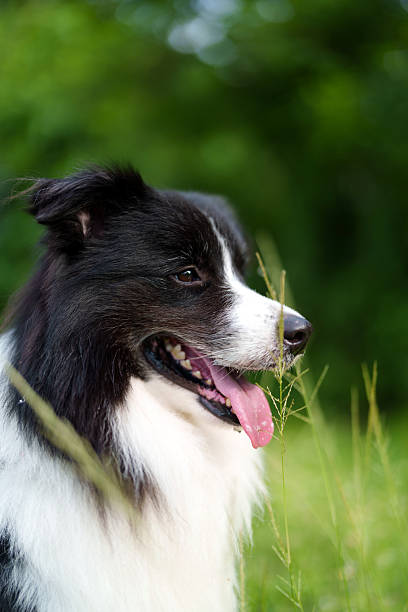 istock Happy Border Collie Dog Outdoors on a Leash 2210240429