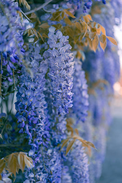 Spring time wisteria flower blossom blooming in sunlight.