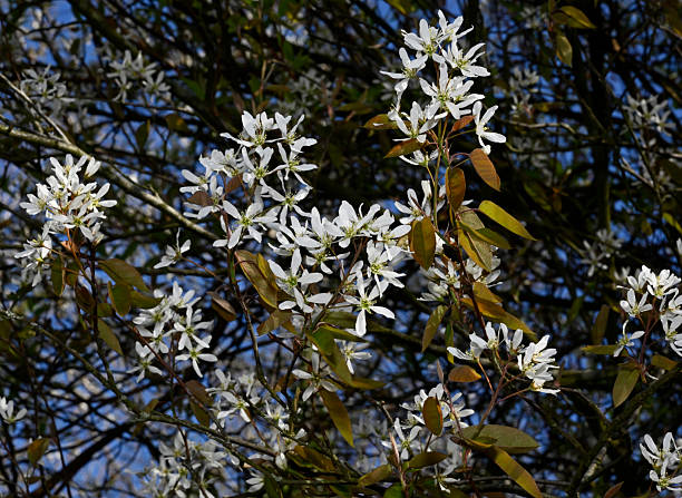 istock Common serviceberry, Amelanchier arborea 1. 2210241372