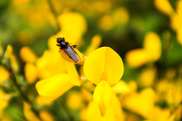 Macro shot of a small black insect perched on a yellow broom flower in a bright natural setting. The image highlights the fine details of insect life, with a vibrant blurred background. Ideal for illustrating biodiversity, pollination, or garden wildlife.