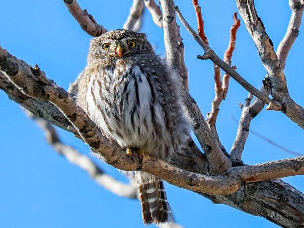 istock Northern Pygmy Owl on tree branch 2210243530