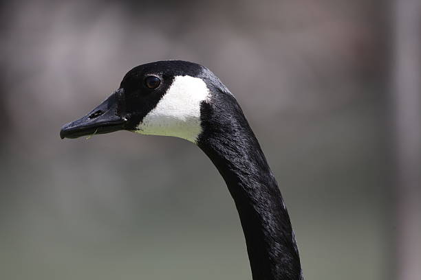 istock Portrait of a Canada Goose 2210243663