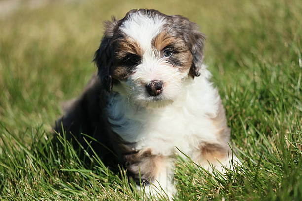 istock Bernedoodle puppy sitting in the grass 2210243729