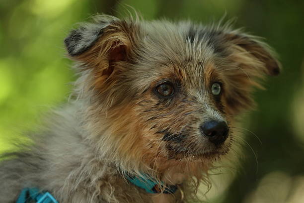Portrait of a blue Merle puppy