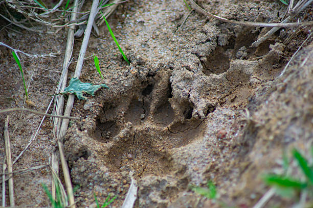 istock dog footprints on dirt road 2210245844