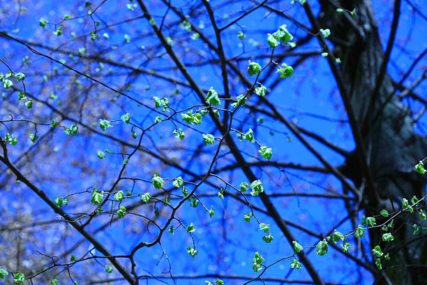 Colorful spring plants on nature background