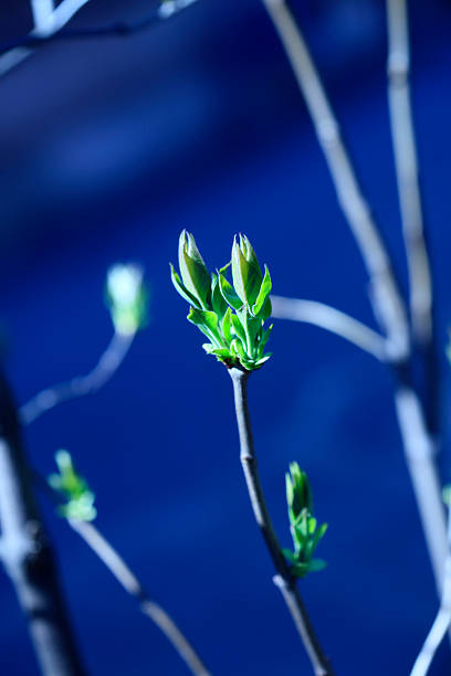 Colorful spring plants on nature background