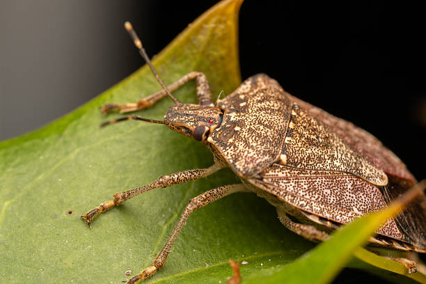 istock Brown Marmorated Stink Bug (Halyomorpha halys) – Invasive Species Close-Up 2210250596