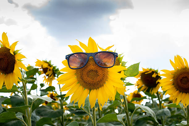 istock sunflower with sunglasses in the field 2210250915