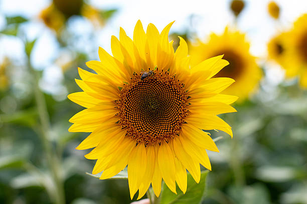 istock a sunflower in a field with a bee sitting on it 2210250954