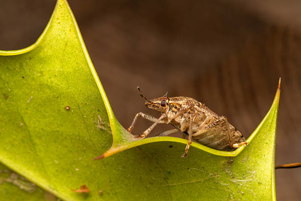 istock Brown Marmorated Stink Bug (Halyomorpha halys) – Invasive Species Close-Up 2210251127