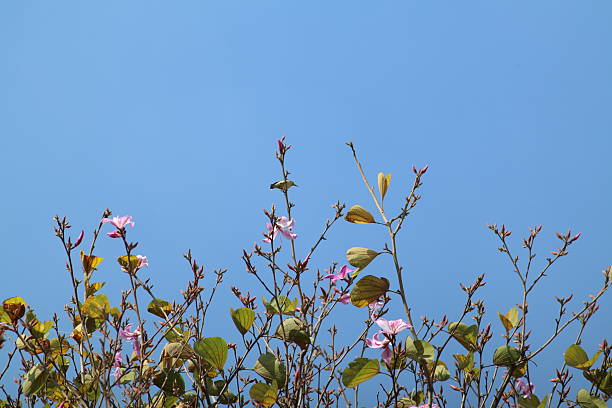 istock Purple bauhinia orchid tree 2210251328
