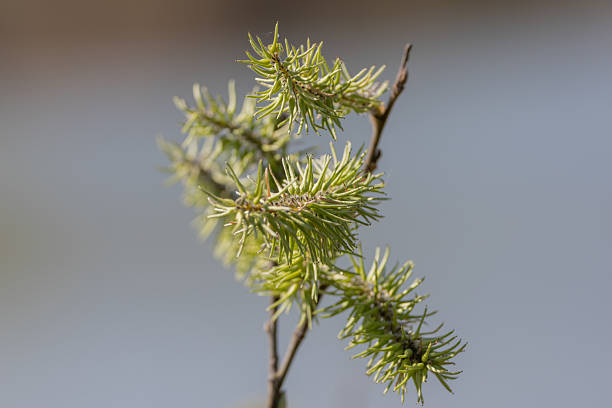 Salix lasiolepis in early April